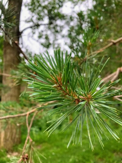 Willow Trails Park - Prospect Heights, IL