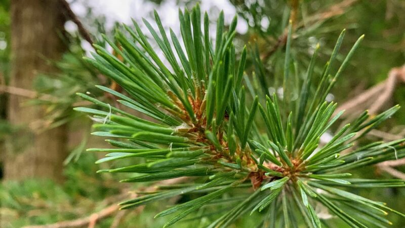 Willow Trails Park - Prospect Heights, IL