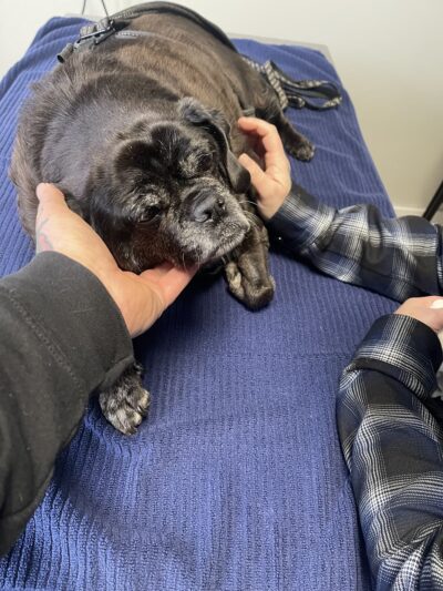 Prospect Park Veterinary - Prospect Park, PA