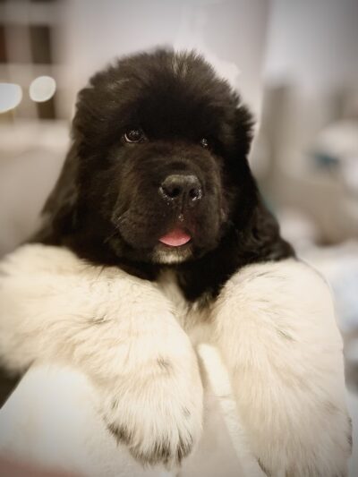 Prospect Park Veterinary - Prospect Park, PA