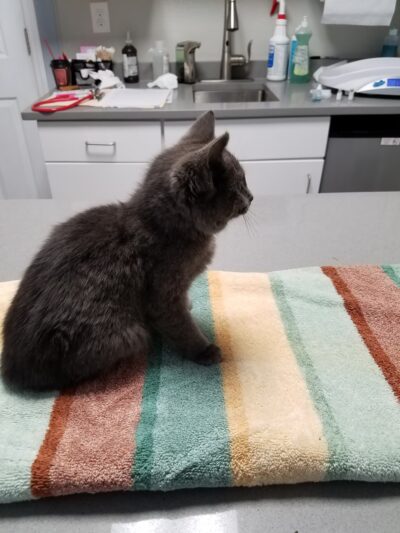 Prospect Park Veterinary - Prospect Park, PA