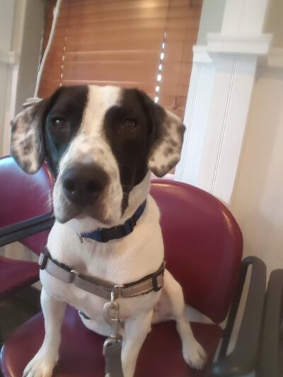 Prospect Park Veterinary - Prospect Park, PA