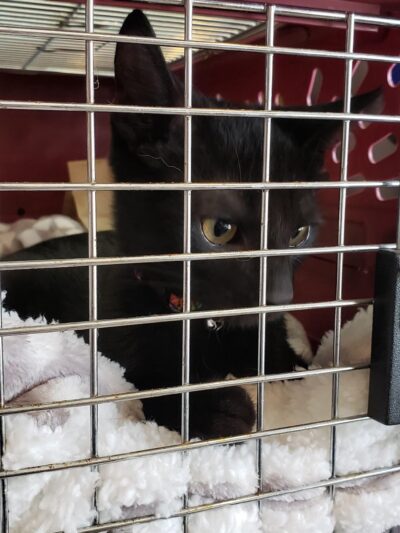 Prospect Park Veterinary - Prospect Park, PA