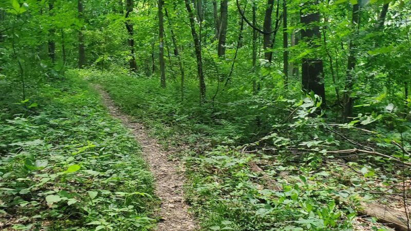 Wyggeston Trail - Prospect, PA