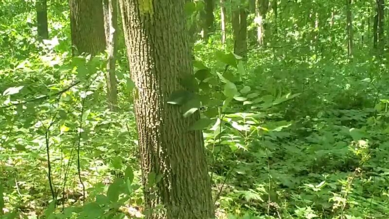 Wyggeston Trail - Prospect, PA