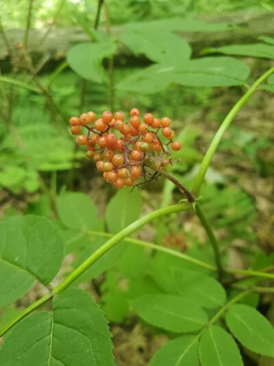 Wyggeston Trail - Prospect, PA