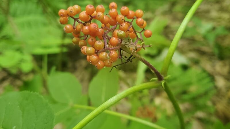 Wyggeston Trail - Prospect, PA