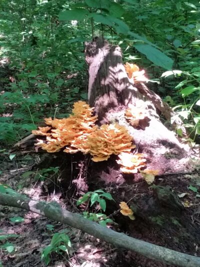 Wyggeston Trail - Prospect, PA