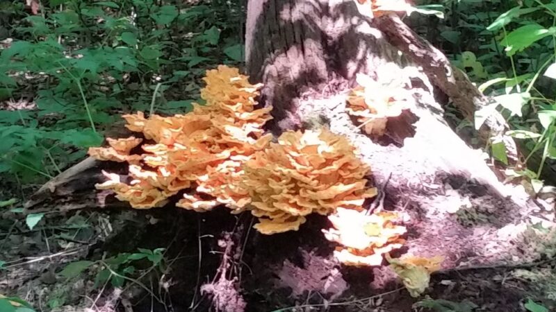 Wyggeston Trail - Prospect, PA