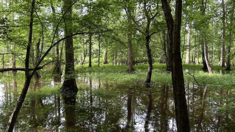 Crawfords State Forest - Providence Forge, VA
