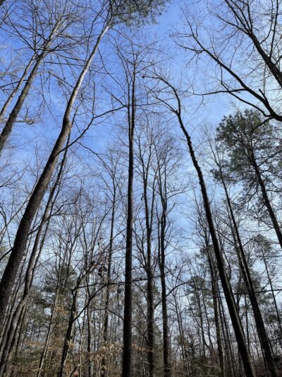 Crawfords State Forest - Providence Forge, VA