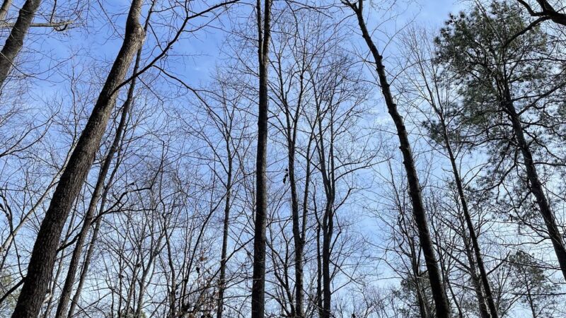 Crawfords State Forest - Providence Forge, VA