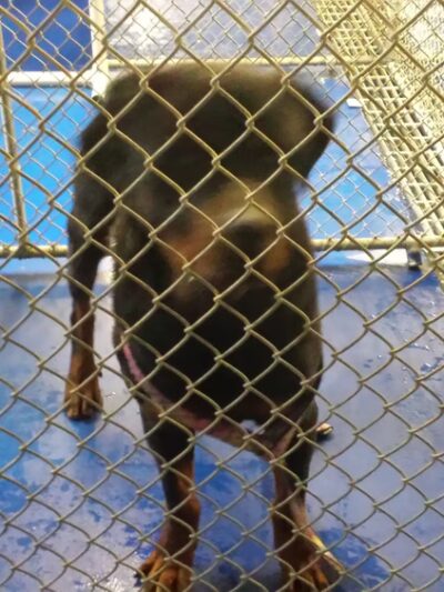 New Kent County Sheriff's Office, Animal Protection Unit - Providence Forge, VA