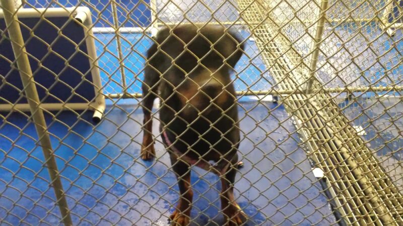 New Kent County Sheriff's Office, Animal Protection Unit - Providence Forge, VA