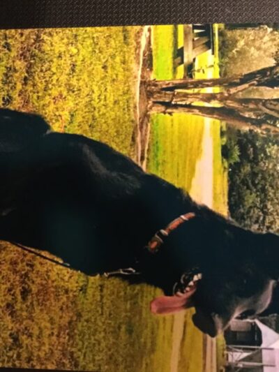 New Kent County Sheriff's Office, Animal Protection Unit - Providence Forge, VA