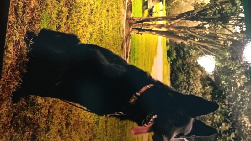 New Kent County Sheriff's Office, Animal Protection Unit - Providence Forge, VA