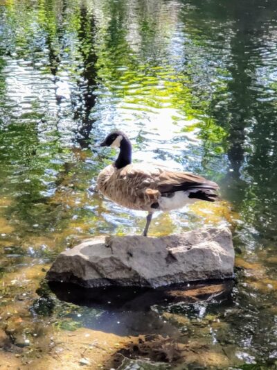 Donigian Park - Providence, RI