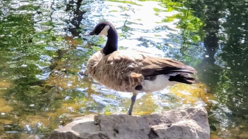 Donigian Park - Providence, RI