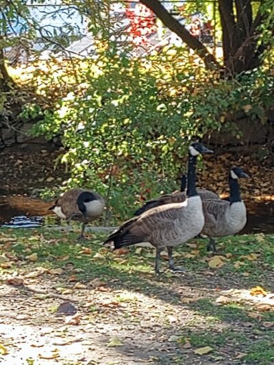 Donigian Park - Providence, RI