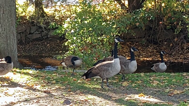 Donigian Park - Providence, RI