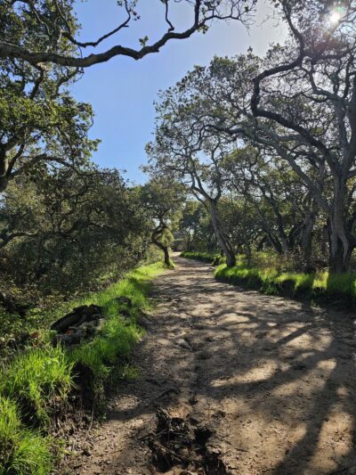 Manzanita County Park - Prunedale, CA