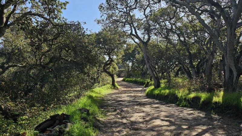 Manzanita County Park - Prunedale, CA