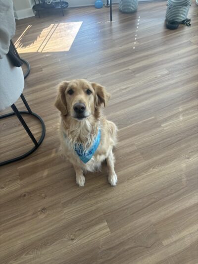 Puppy Pals - ,