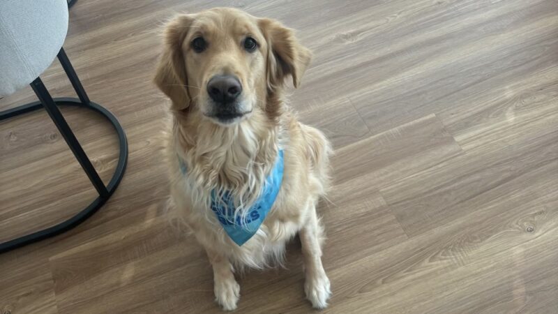Puppy Pals - ,