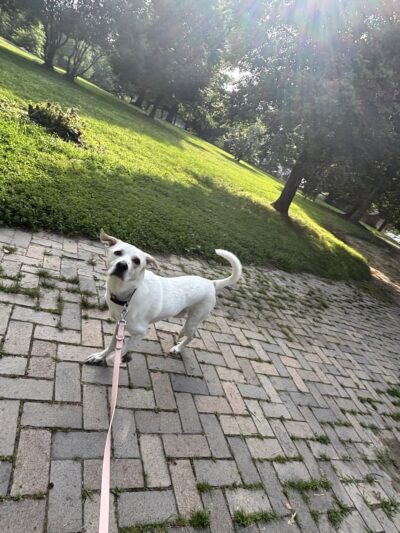 Puppy Pals - ,