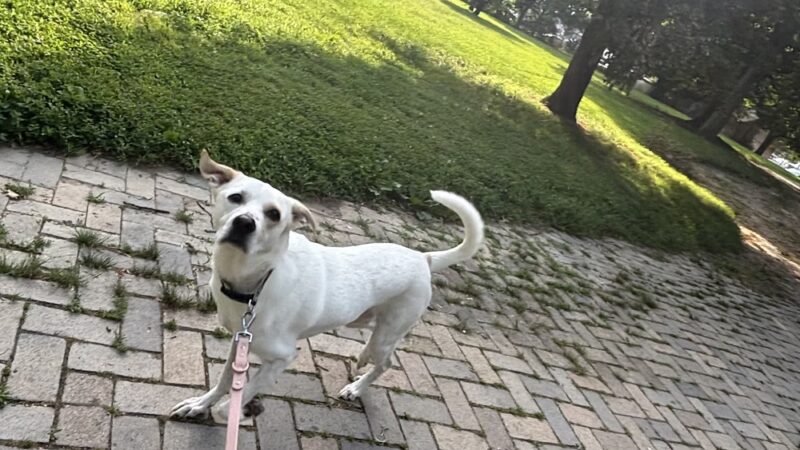 Puppy Pals - ,