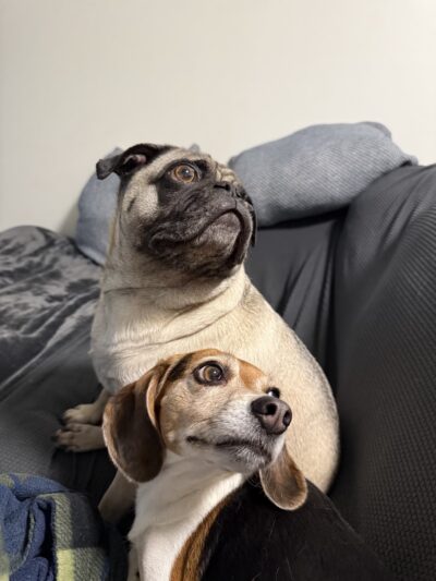Puppy Pals - ,