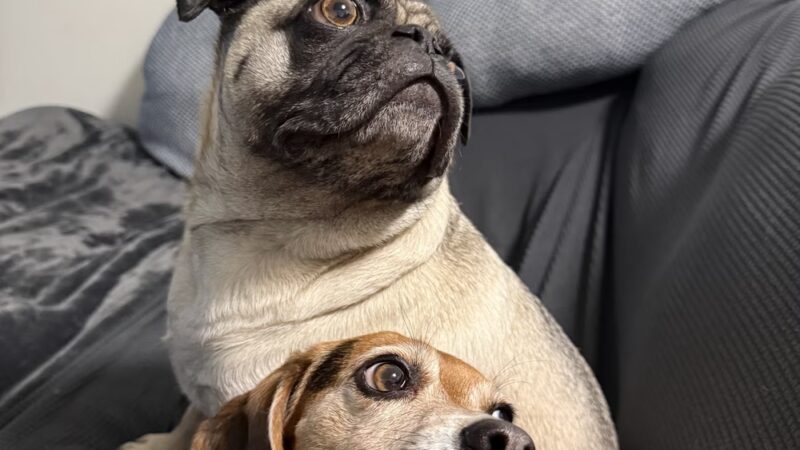 Puppy Pals - ,