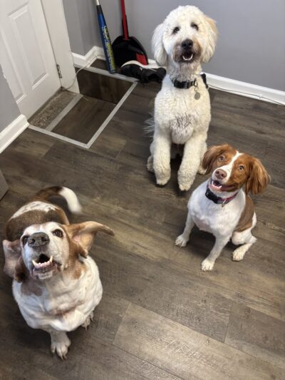 Puppy Pals - ,