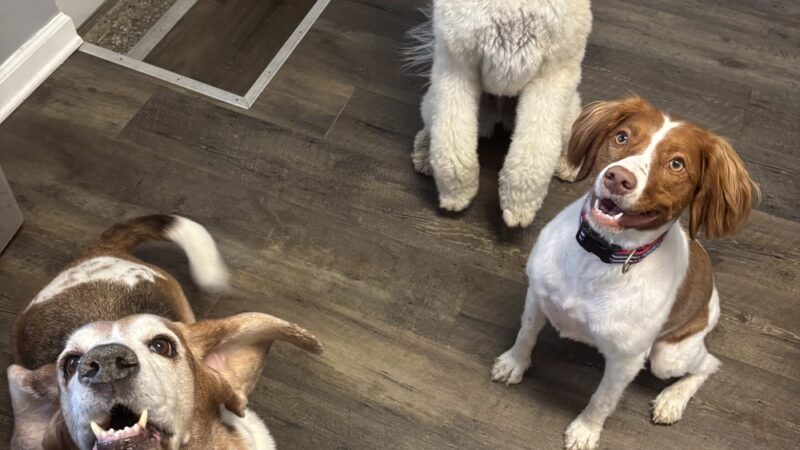 Puppy Pals - ,