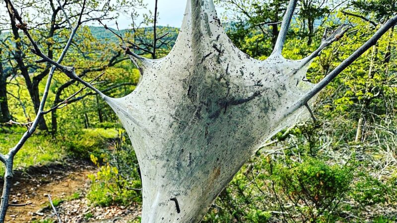 Anthony's Nose Preserve - Putnam Station, NY