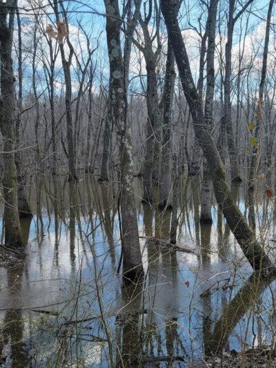 Swampwalk Nature Trail - Puxico, MO