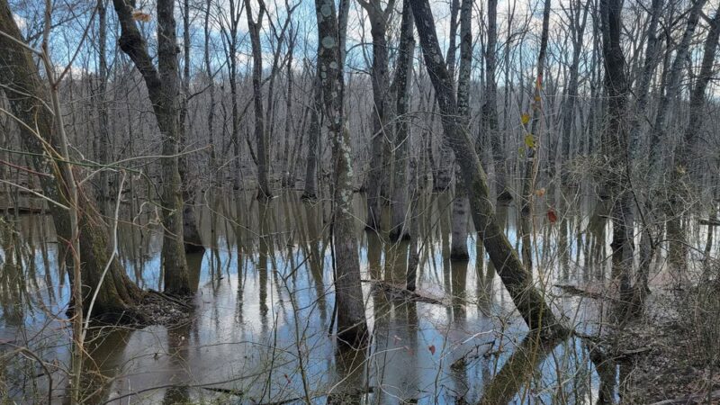 Swampwalk Nature Trail - Puxico, MO