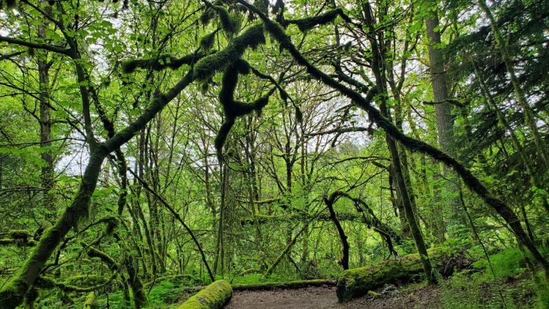 Clark's Creek Park South - Puyallup, WA