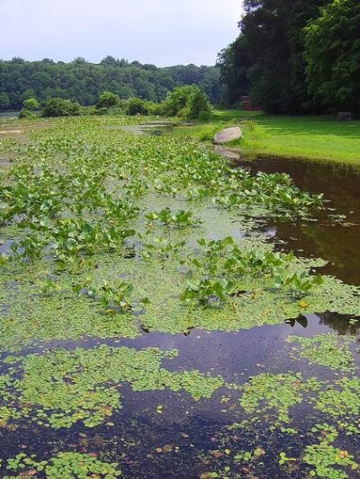 Lake Towhee Park - Quakertown, PA