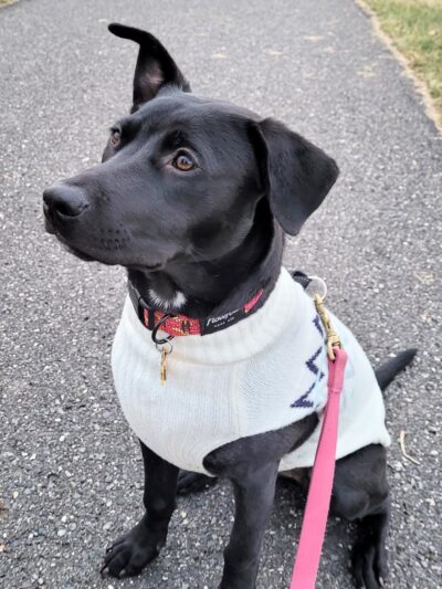Molasses Creek Dog Training, LLC - Quakertown, PA