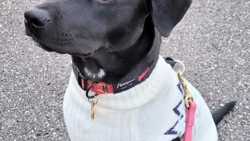Molasses Creek Dog Training, LLC - Quakertown, PA