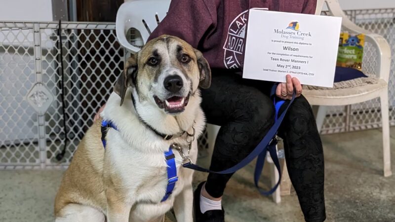 Molasses Creek Dog Training, LLC - Quakertown, PA