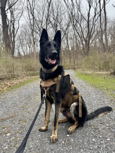 Molasses Creek Dog Training, LLC - Quakertown, PA