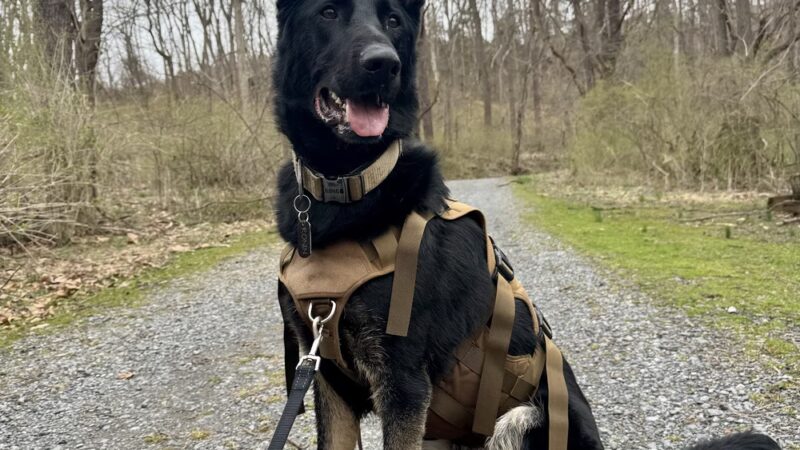Molasses Creek Dog Training, LLC - Quakertown, PA
