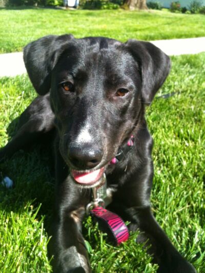 Molasses Creek Dog Training, LLC - Quakertown, PA