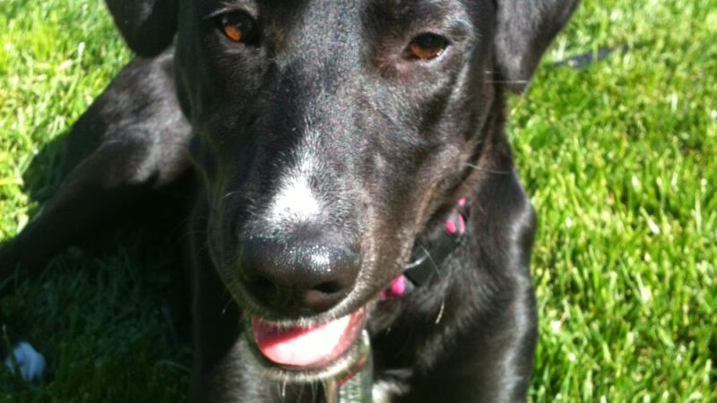Molasses Creek Dog Training, LLC - Quakertown, PA
