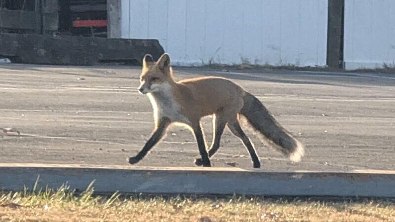 Veterans Park Trumbauersville - Quakertown, PA