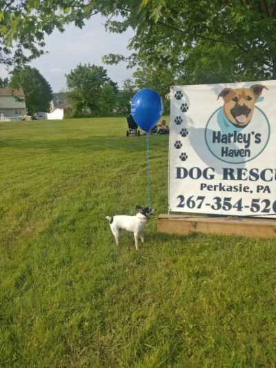 Veterans Park Trumbauersville - Quakertown, PA