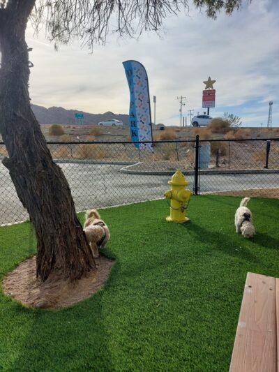 Quartz site dog park - Quartzsite, AZ
