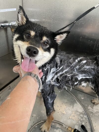 Astoria Dog Wash (Self-Service) - Queens, NY